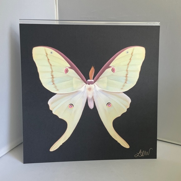 Luna‎ Moth Art Print in Acrylic Frame - Picture 1 of 6
